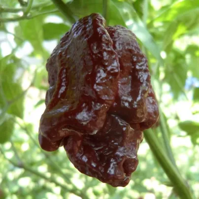 Chilli T. Scorpion Moruga Caramel - Capsicum chinense - osivo chilli - 5 ks