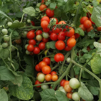 Rajče Bajaja - Solanum lycopersicum - osivo rajčat - 12 ks