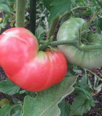 Rajče Ponderosa Pink - Solanum lycopersicum - osivo rajčat - 7 ks