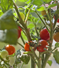 Rajče Mini červené - Solanum lycopersicum - osivo rajčat - 20 ks