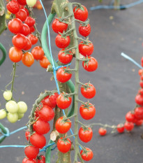 Rajče Curranto F1 - Solanum lycopersicum - osivo rajčat - 10 ks