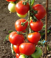 Rajče Dafne F1 - Solanum lycopersicum - osivo rajčat - 12 ks