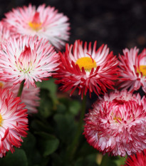 Sedmikráska růžová Roggli - Bellis perennis - osivo sedmikrásky - 50 ks