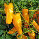 BIO Chilli Marseillais - Capsicum chinense - bio osivo chilli - 7 ks