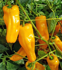 BIO Chilli Marseillais - Capsicum chinense - bio osivo chilli - 7 ks