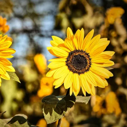 Slunečnice Sunspot - Helianthus annuus - osivo slunečnice - 15 ks