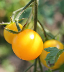 Rajče Cerise žluté - Solanum lycopersicum - osivo rajčat - 10 ks