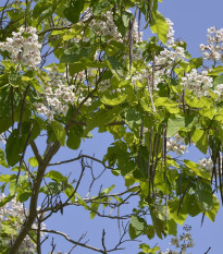 Katalpa trubačovitá - Catalpa bignonioides - osivo katalpy - 8 ks