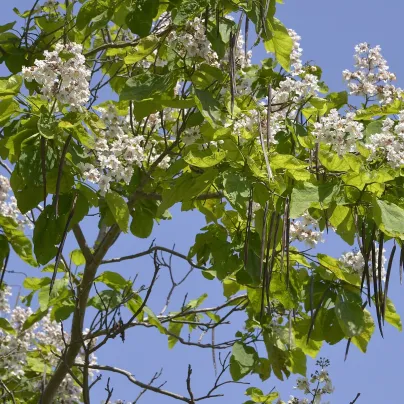 Katalpa trubačovitá - Catalpa bignonioides - osivo katalpy - 8 ks