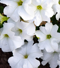 Petúnie Cascata White F1 - Petunia x atkinsiana - osivo petúnie - 10 ks