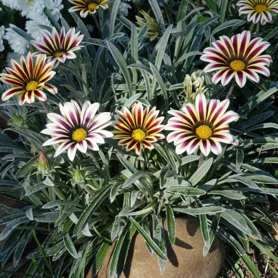 Gazánie Frosty Kiss Flame Mix F1 - Gazania rigens - osivo gazánie - 18 ks