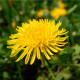 BIO Pampeliška - Taraxacum officinalis - bio osivo pampelišky - 400 ks