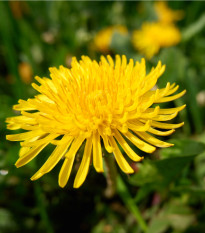 BIO Pampeliška - Taraxacum officinalis - bio osivo pampelišky - 400 ks