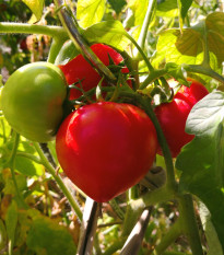 Rajče Oxheart - Solanum lycopersicum - osivo rajčat - 20 ks