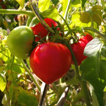 Rajče Oxheart - Solanum lycopersicum - osivo rajčat - 20 ks