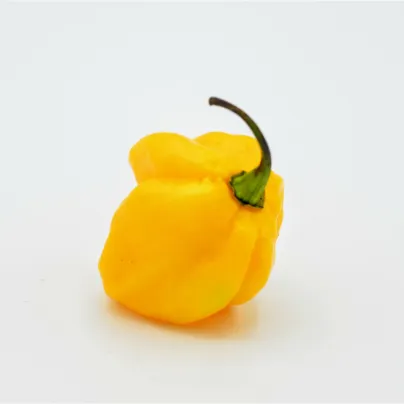 Chilli Carolina Reaper yellow - Capsicum chinense - osivo chilli - 5 ks