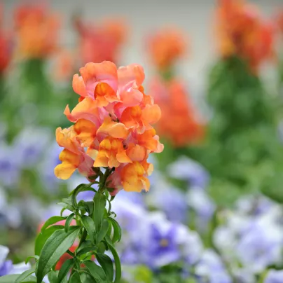 Hledík větší oranžový - Antirrhinum majus - osivo hledíku - 20 ks