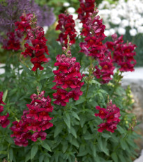 Hledík větší tmavě růžový - Antirrhinum majus - osivo hledíku - 20 ks