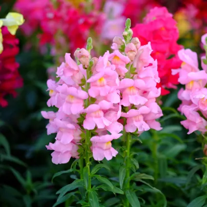 Hledík větší světle růžový - Antirrhinum majus - osivo hledíku - 20 ks