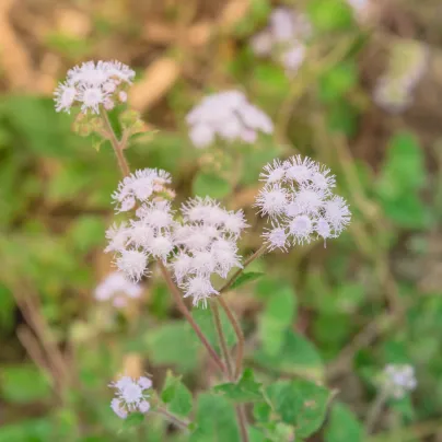 Nestařec americký White Mountain - Ageratum houstonianum - osivo nestařce - 30 ks