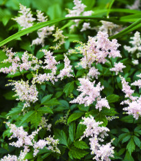 Čechrava Peaches and Cream - Astilbe - hlízy čechravy - 1 ks