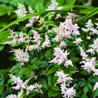 Čechrava Peaches and Cream - Astilbe - hlízy čechravy - 1 ks