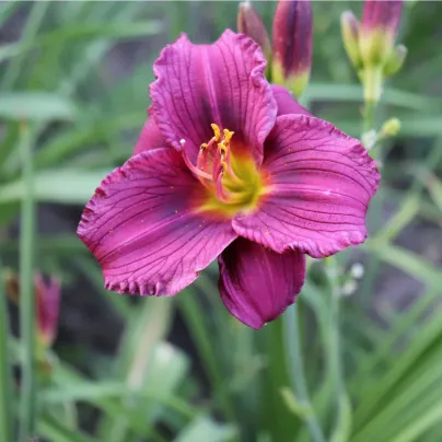 Denivka Blue Sea - Hemerocallis - hlízy denivky - 1 ks