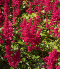 Čechrava Koblenz - Astilbe - hlízy čechravy - 1 ks