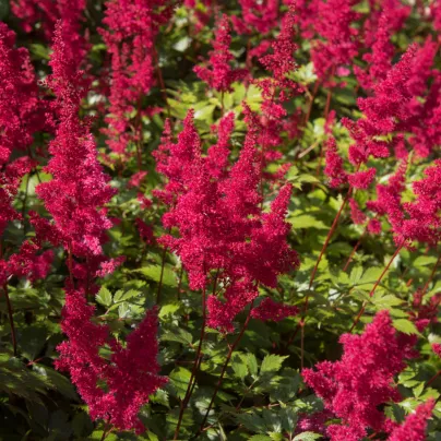 Čechrava Koblenz - Astilbe - hlízy čechravy - 1 ks