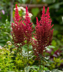 Čechrava Else Schluck - Astilbe - hlízy čechravy - 1 ks