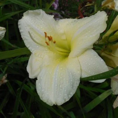 Denivka White Temptation - Hemerocallis - hlízy denivky - 1 ks