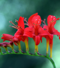 Montbrécie Lucifer - Crocosmia - hlízy montbrécií - 4 ks