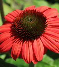 Třapatkovka Red Magnus - Echinacea - prostokořenná sazenice třapatkovky - 1 ks