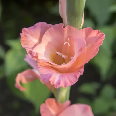 Gladiol Rose Supreme - Gladiolus - hlízy gladiol