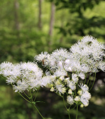 Nestařec bílý Aloha F1 - Ageratum - osivo nestařce - 20 ks