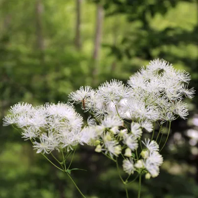 Nestařec bílý Aloha F1 - Ageratum - osivo nestařce - 20 ks