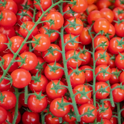 BIO Rajče divoké Rote Murmel - Solanum pimpinellifolium - bio osivo rajčat - 6 ks