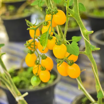 Rajče divoké Murmel žluté - Solanum pimpinellifolium - osivo rajčat - 6 ks