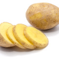 Sadbové brambory Monique - Solanum tuberosum - Kiepenkerl - sadba - 10 ks