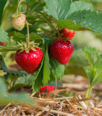 Jahodník Korona - Fragaria ananassa - prostokořenná sazenice jahodníku - 5 ks