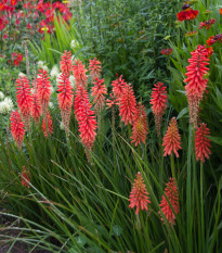 Mnohokvět Nancy Red - Kniphofia - prostokořenná sazenice mnohokvětu - 1 ks