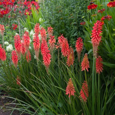 Mnohokvět Nancy Red - Kniphofia - prostokořenná sazenice mnohokvětu - 1 ks