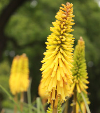 Mnohokvět Minister Verschuur - Kniphofia - prostokořenná sazenice mnohokvětu - 1 ks