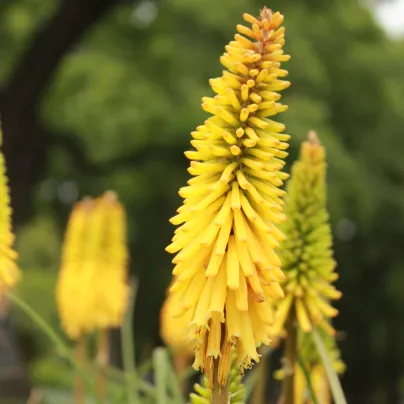 Mnohokvět Minister Verschuur - Kniphofia - prostokořenná sazenice mnohokvětu - 1 ks