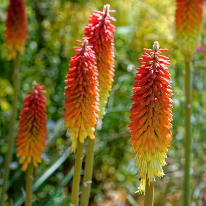 Mnohokvět červeno-žlutý - Kleopatřina jehla - Kniphofia - prostokořenná sazenice mnohokvětu - 1 ks