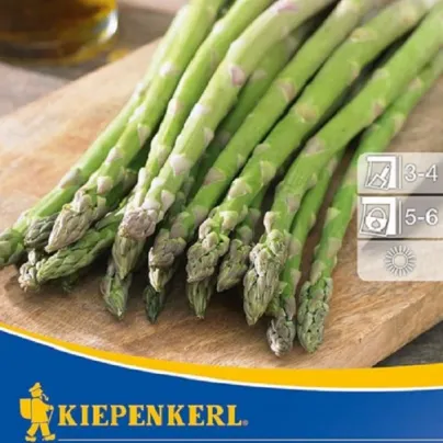 Chřest Boonlim zelený - Asparagus officinalis - prostokořenná sazenice chřestu - 2 ks