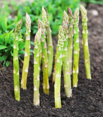 Chřest Boonlim zelený - Asparagus officinalis - prostokořenná sazenice chřestu - 2 ks