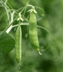 BIO Hrách dřeňový Gloriosa - Pisum sativum - bio osivo hrachu - 50 ks