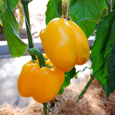 Paprika Snack Yellow - Capsicum annuum - osivo papriky