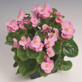 Begonie Super Olympia Rosa F1- Begonia semperflorens - osivo begónie - 12 ks